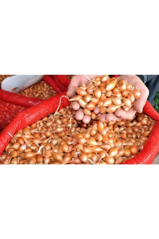 ANNE ELİ 5KILOKISKA 5Kg Kıska Arpacık Soğan