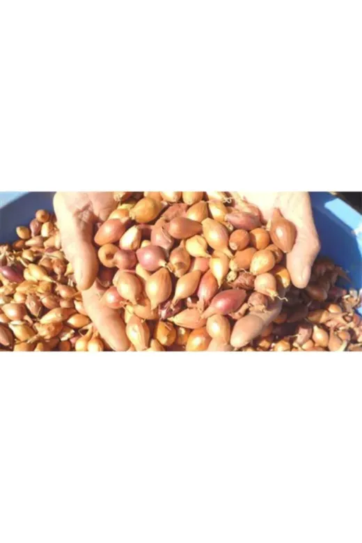 ANNE ELİ 5KILOKISKA 5Kg Kıska Arpacık Soğan