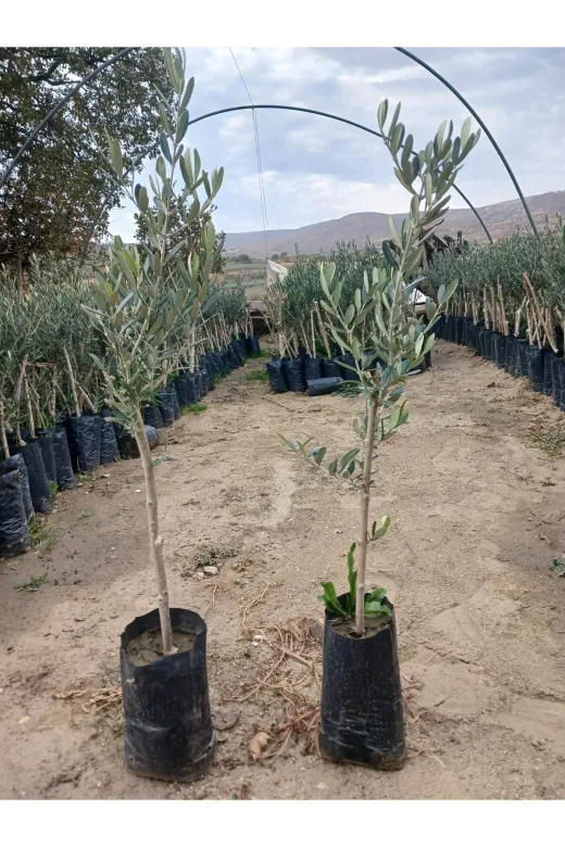Empressco 891926241 2 Adet Zeytin Fidanı, Güçlü Ve Sağlıklı, Hilal Tarim