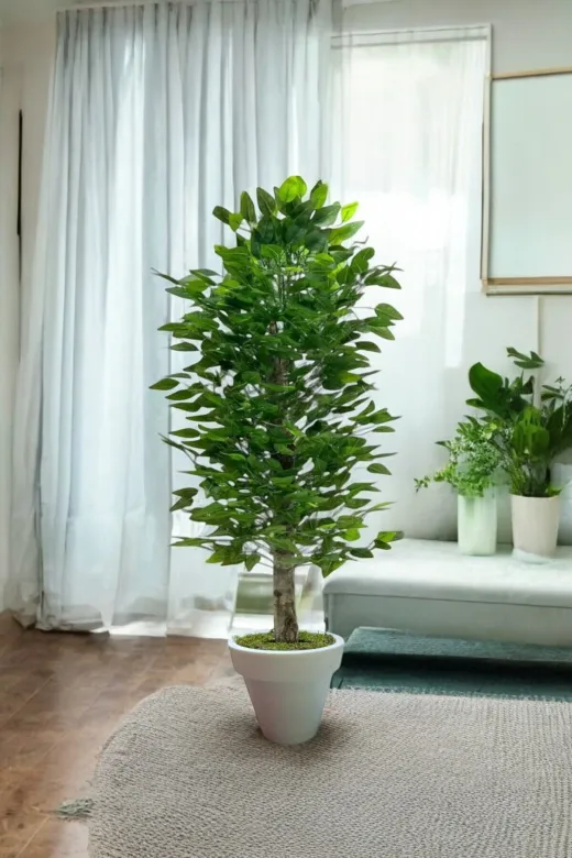 ERHAN FLOWERS ÇİÇEK & DEKORASYON erh.10008 150 Cm Islak Doku Benjamin Ağaç Beyaz Plastik Saksıda