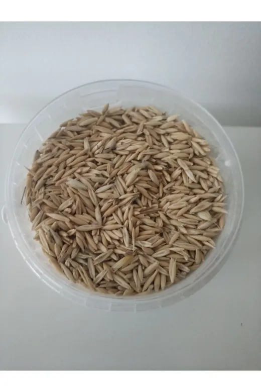 GoldMindMix Kuşyemi-yulaf-1 10 Kg Kuş Yemi ( Kabuklu Yulaf ) 10Kg. Papağan Kanarya, Muhabbet Kuşu, Güvercin Için.