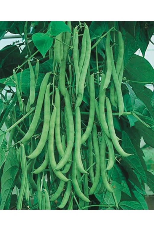 MTFRM14538145 Mitofarm Fasulye Tohumu