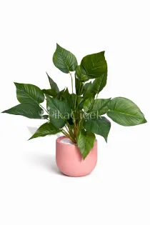 Yapay Spathiphyllum (Barış Çiçeği) - 50 cm