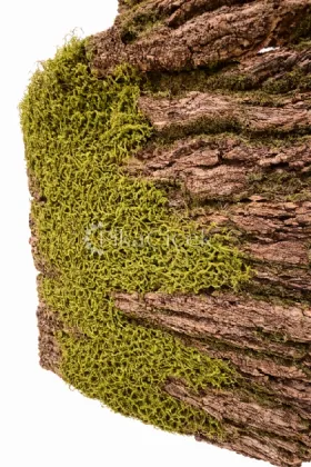 AĞAÇ Kabuğu Dokulu Yapay Yosun Panel 100 cm x 100 cm