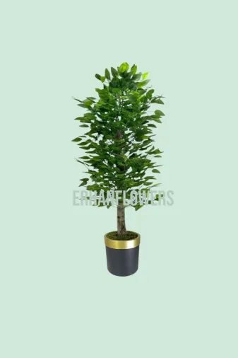 ERHAN FLOWERS ÇİÇEK & DEKORASYON erh.1004 150 Cm Islak Doku Benjamin Ağaç Siyah Gold Saksıda