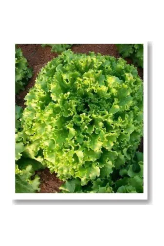 Mitofarm Tohumculuk 121163 Mitofarm Kıvırcık Marul Ortalama *4000 Adet / 5 Gr