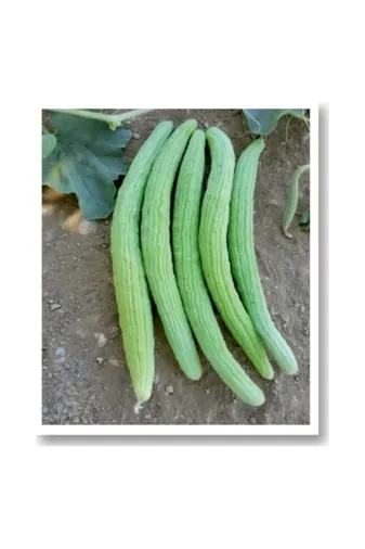SÖKMEN CENTER ACURTOHUM01 Mitofarm Tohumculuk Acur Hıta Tohumu 25 Gram