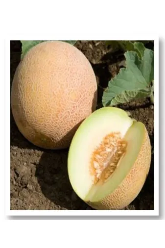 SÖKMEN CENTER ANANASKAVUNTOHUM01 Mitofarm Ananas Kavun Tohumu 25 Gr