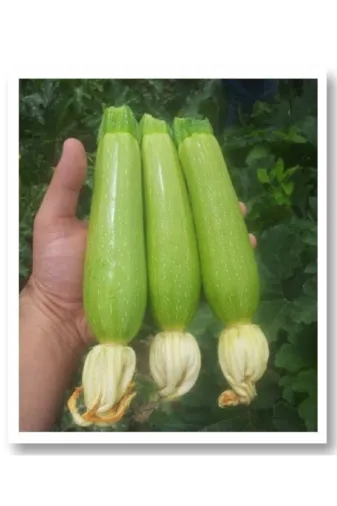 SÖKMEN CENTER KABAKTOHUM01 Mitofarm Inanlı Sakız Kabak Tohumu 10 Gr.