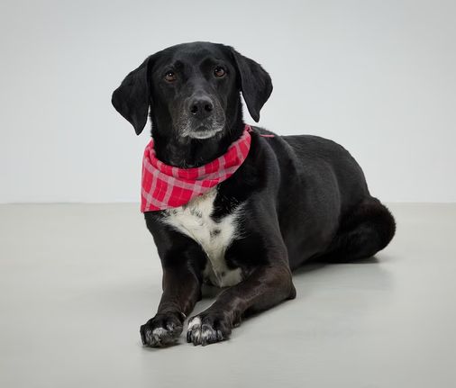 Tchibo 716074 Köpek Fuları