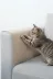 Arnee M1LMN012 10Adet Keçe Kedi Koltuk Tırmalama Koruyucu 40X50 Yapışkanlı Mobilya Tırmalama Önleyici Koruma Halısı 4