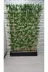 ERHAN FLOWERS 220.100 Bambu Speratör 220 Cm Boy 100 Cm Saksıda 15'li 1