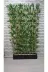 ERHAN FLOWERS 220.100 Bambu Speratör 220 Cm Boy 100 Cm Saksıda 15'li 4