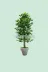 ERHAN FLOWERS ÇİÇEK & DEKORASYON erh.10008 150 Cm Islak Doku Benjamin Ağaç Beyaz Plastik Saksıda 1