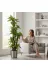 ERHAN FLOWERS ERH-A-1261 Yapay Dracaena 180 Cm - 3 Gövdeli Zebra Desenli Yapay Ağaç Metal Gümüş Saksı 1