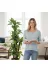 ERHAN FLOWERS ERH-A-1261 Yapay Dracaena 180 Cm - 3 Gövdeli Zebra Desenli Yapay Ağaç Metal Gümüş Saksı 2