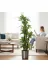 ERHAN FLOWERS ERH-A-1261 Yapay Dracaena 180 Cm - 3 Gövdeli Zebra Desenli Yapay Ağaç Metal Gümüş Saksı 3