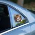 ETT 562741420580 Fulcar Stray Araç Stickerı 2