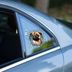 ETT 562741420583 Fulcar French Bulldog Araç Stickerı 3