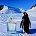 güngörenm340 Bvlgari Man Glacial Essence  Edp 100 Ml 3