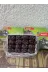 İran Hurması 500 Gr 2