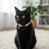Kedi Boyun Tasması Arı Desenli Standart 1