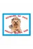 Makri kopekshihtzukahve Shih Tzu Dikkat Köpek Var Beware Of Dog Kahve 1