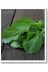 Mitofarm Tohumculuk 222369 Mitofarm Geniş Yaprak Tere Tohumu * *yaklaşık 3000 Adet Tohum / 5 Gr 1