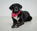 Tchibo 716074 Köpek Fuları 1
